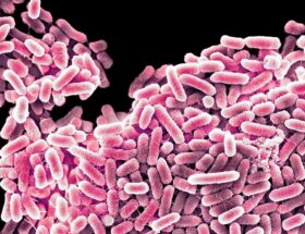 Salmonela crisis sanitaria