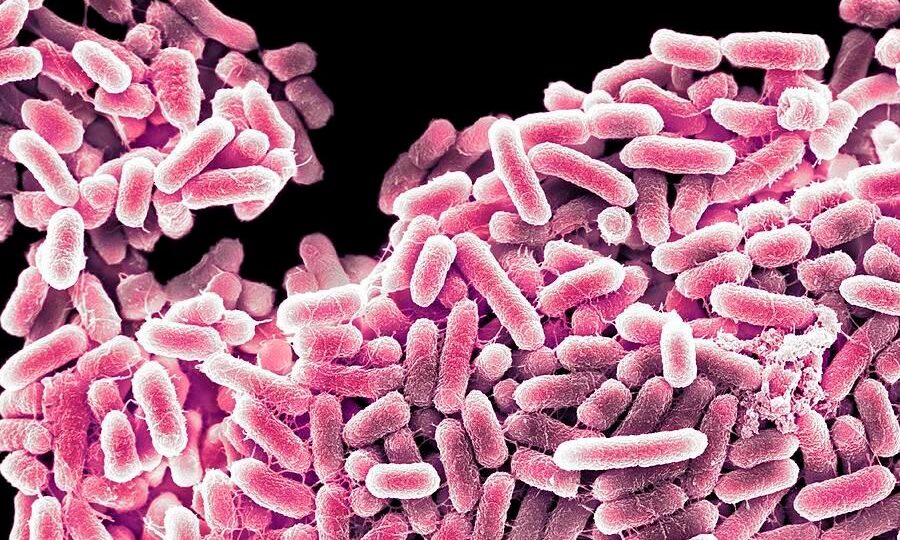 Salmonela crisis sanitaria