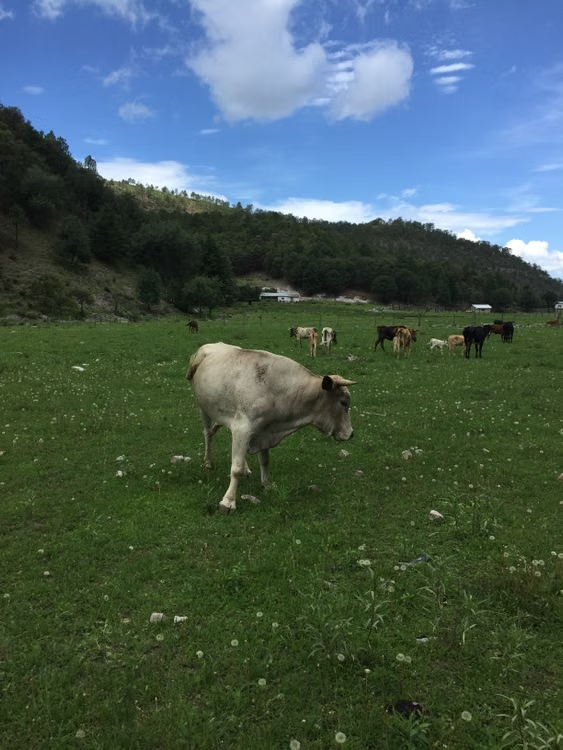Ganado mexicano. Chihuahua.